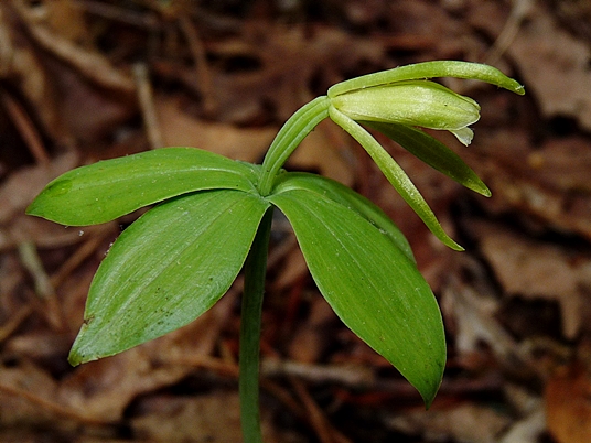 {Isotria medeoloides}